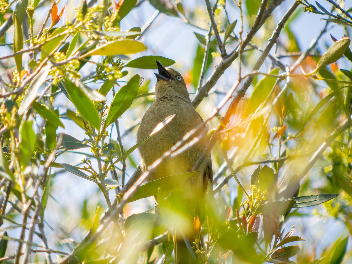 Sombre Greenbul - Martin  Flack