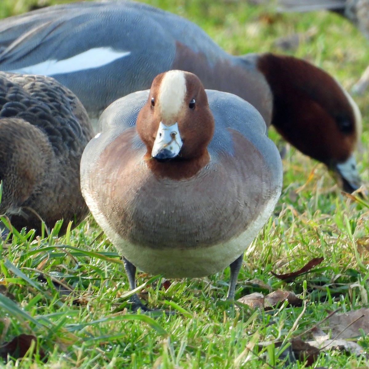 Eurasian Wigeon - ML615059156