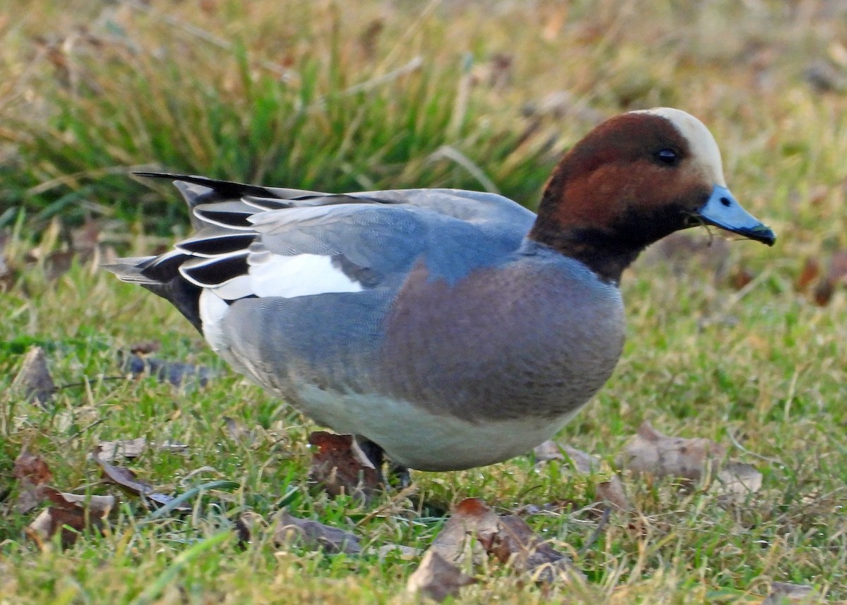 Eurasian Wigeon - ML615059161