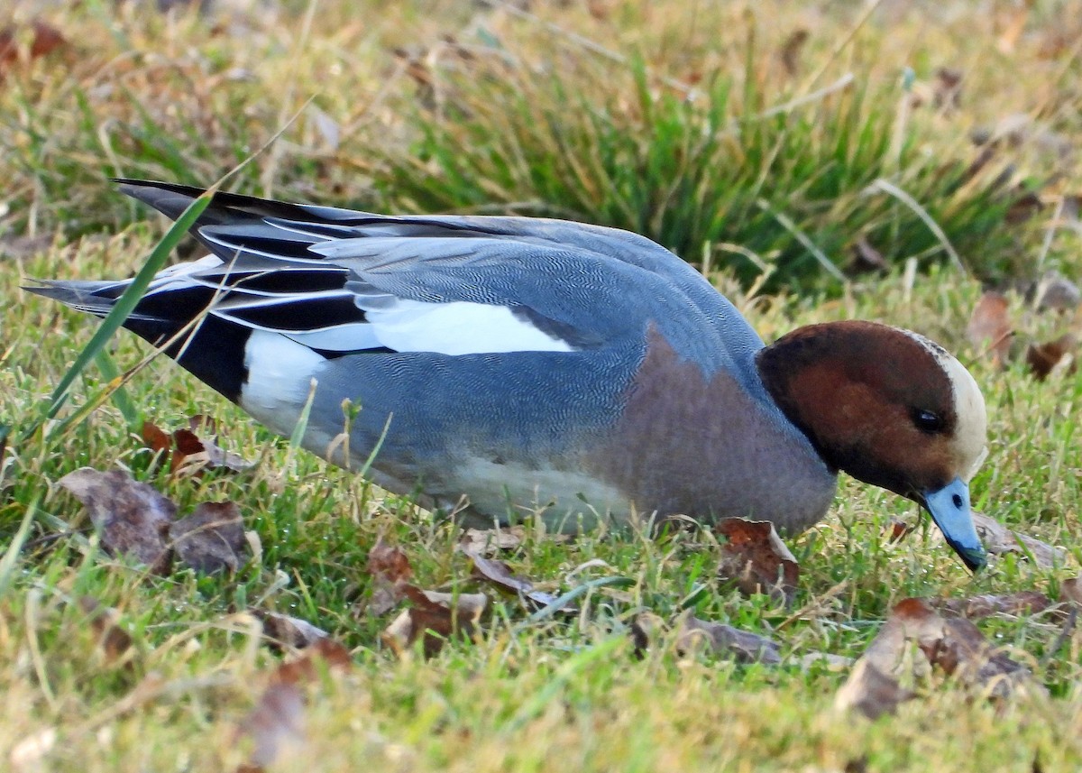 Eurasian Wigeon - ML615059162