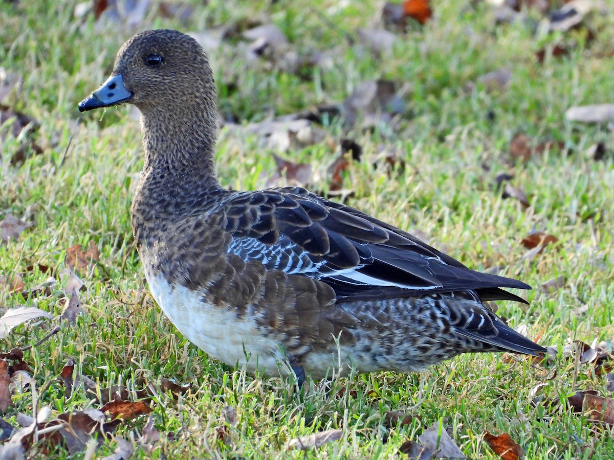 Eurasian Wigeon - ML615059163