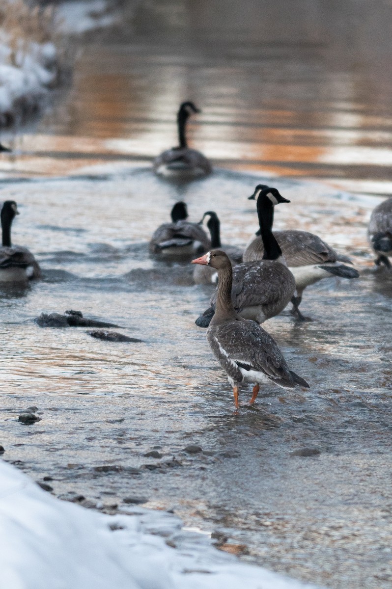 Greater White-fronted Goose - ML615059167