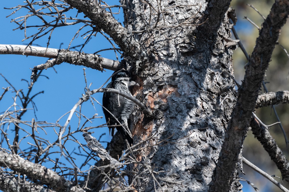 Black-backed Woodpecker - ML615059176
