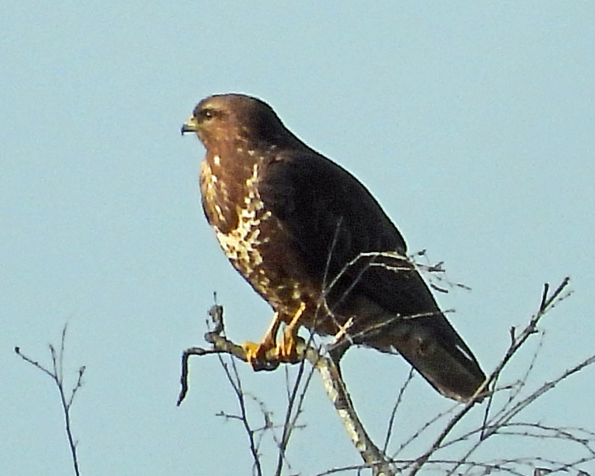 Common Buzzard - ML615059213