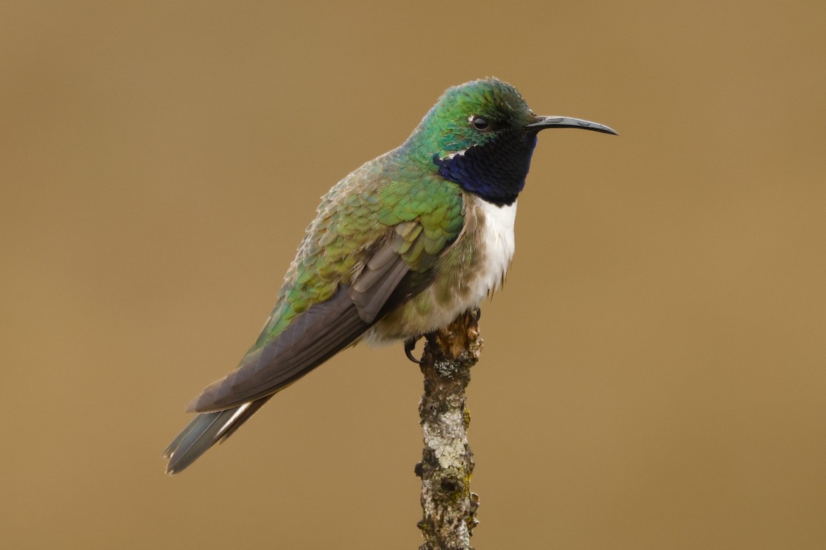 Blue-throated Hillstar - John Mills