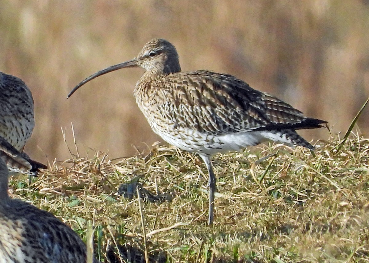 Eurasian Curlew - ML615059278