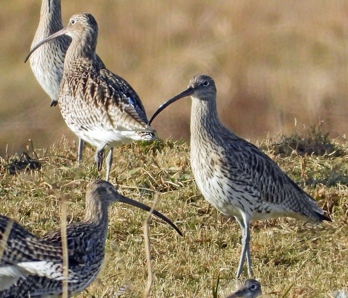 Eurasian Curlew - ML615059280