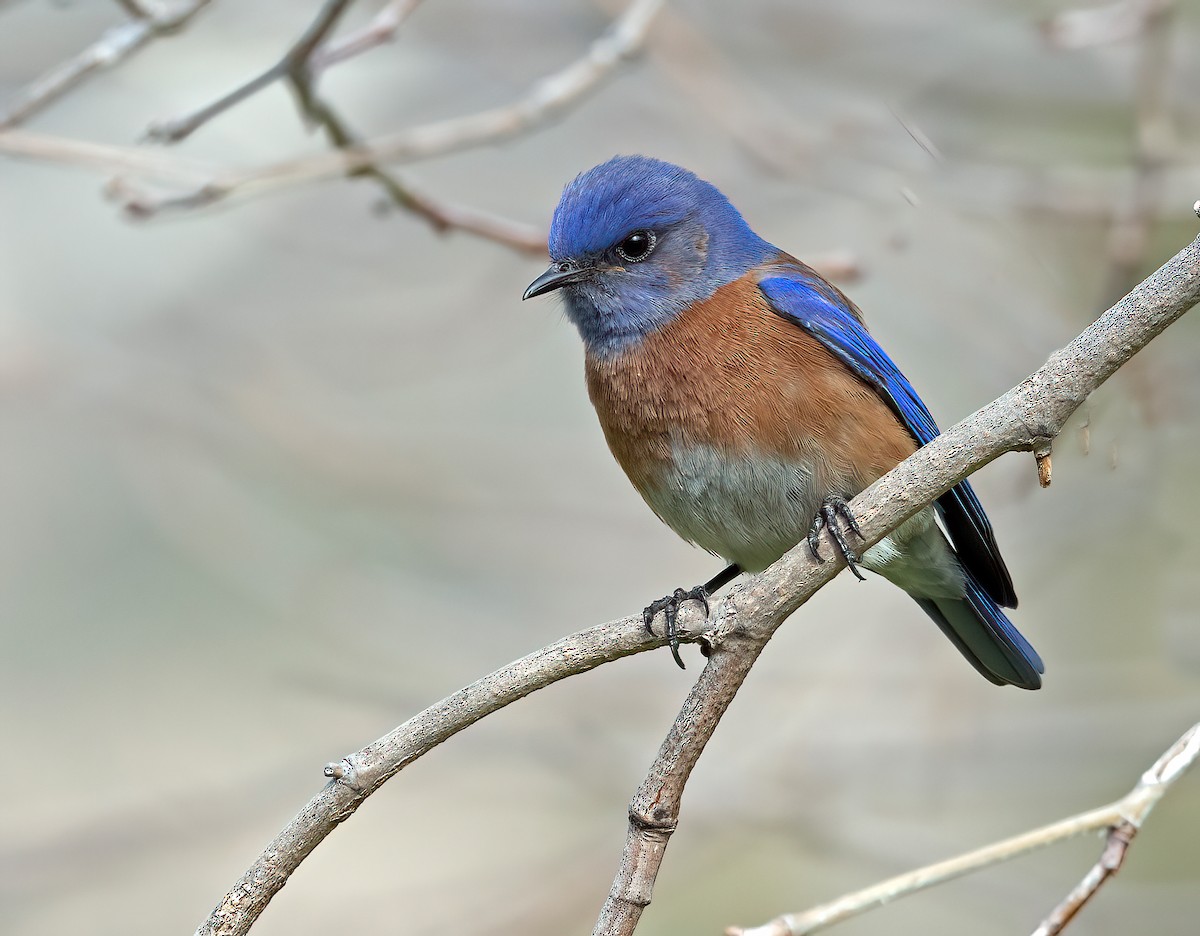 Western Bluebird - ML615059324