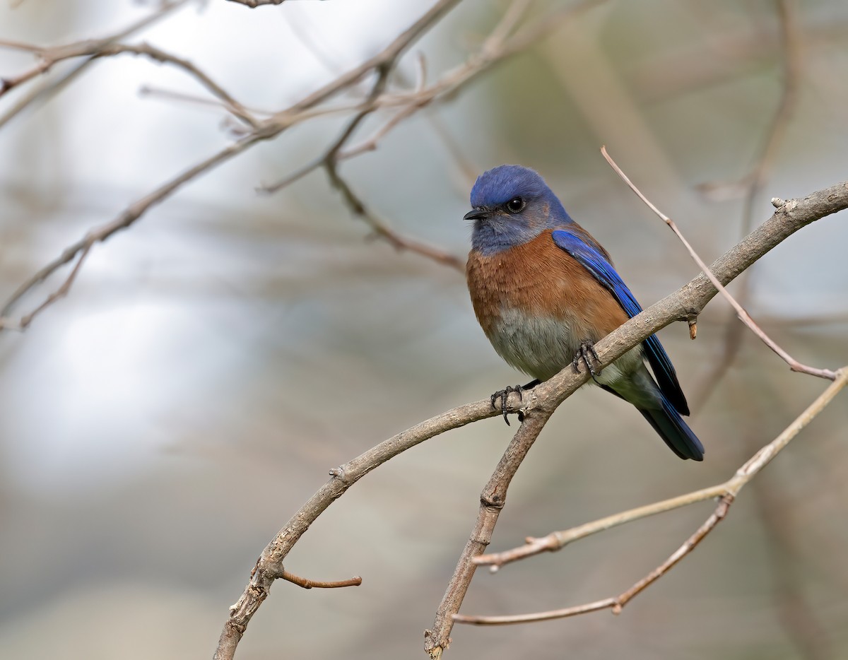 Western Bluebird - ML615059327