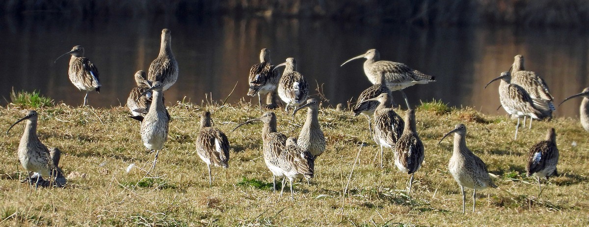 Eurasian Curlew - ML615059339