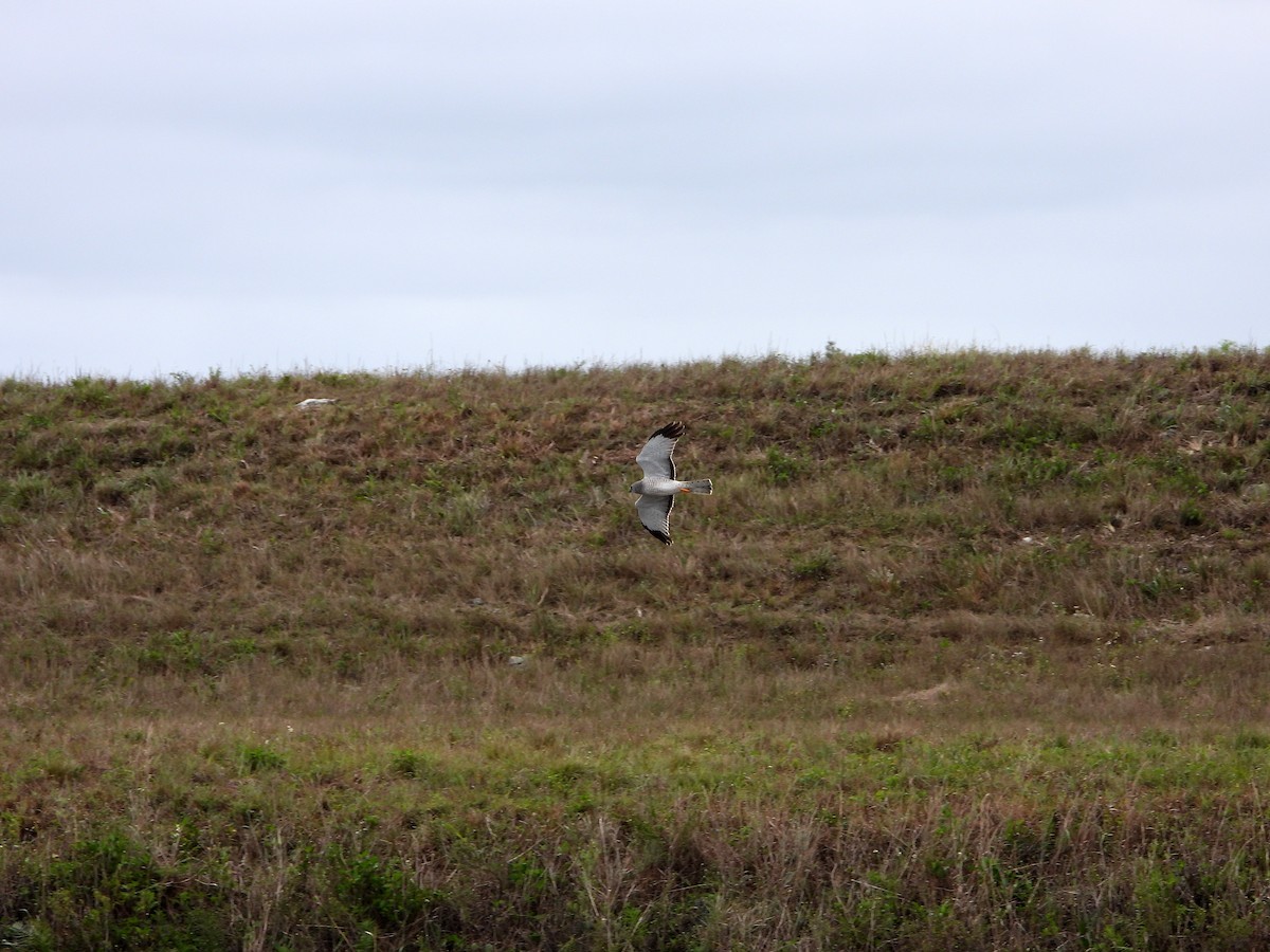 Northern Harrier - ML615059393