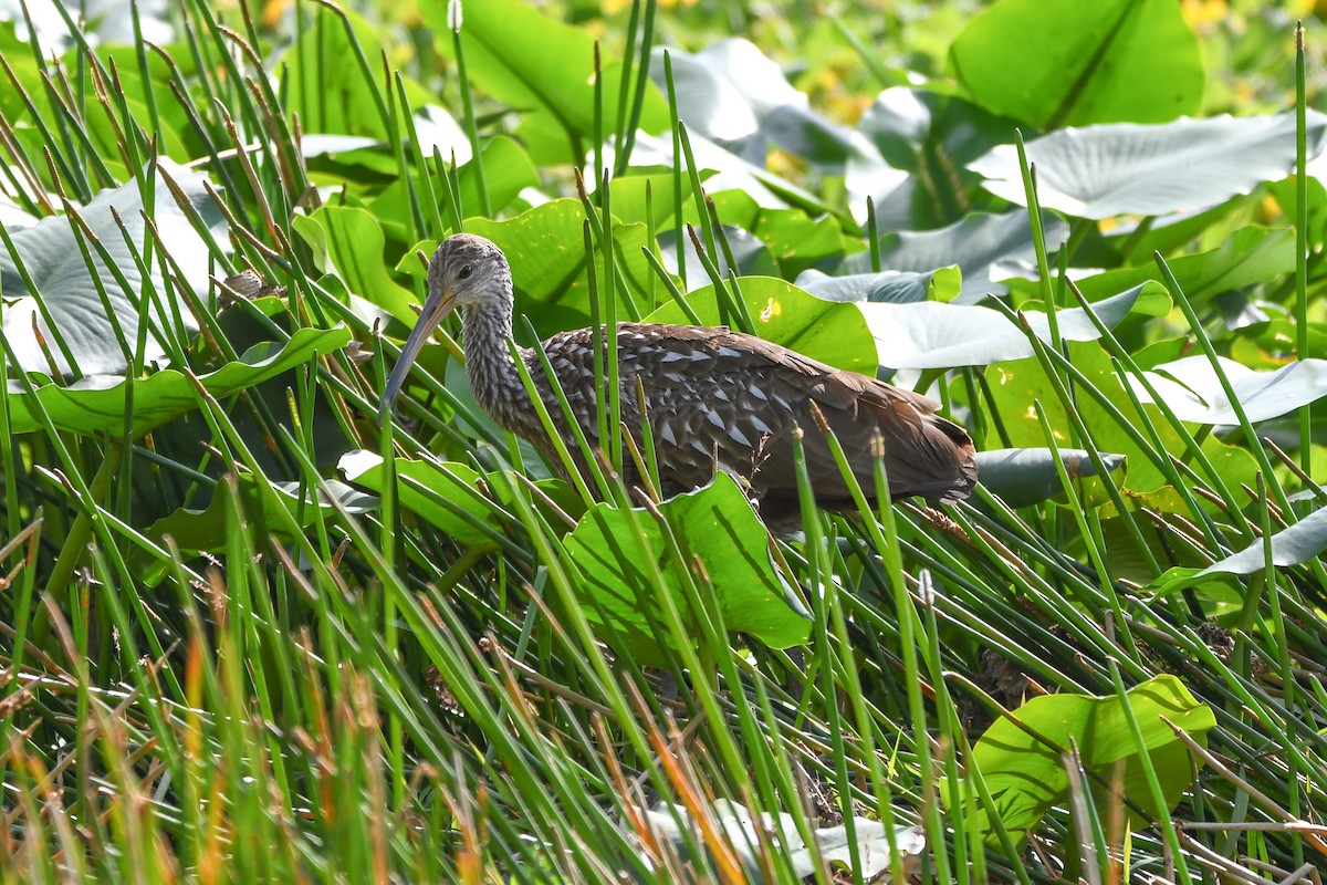 Limpkin - ML615059452