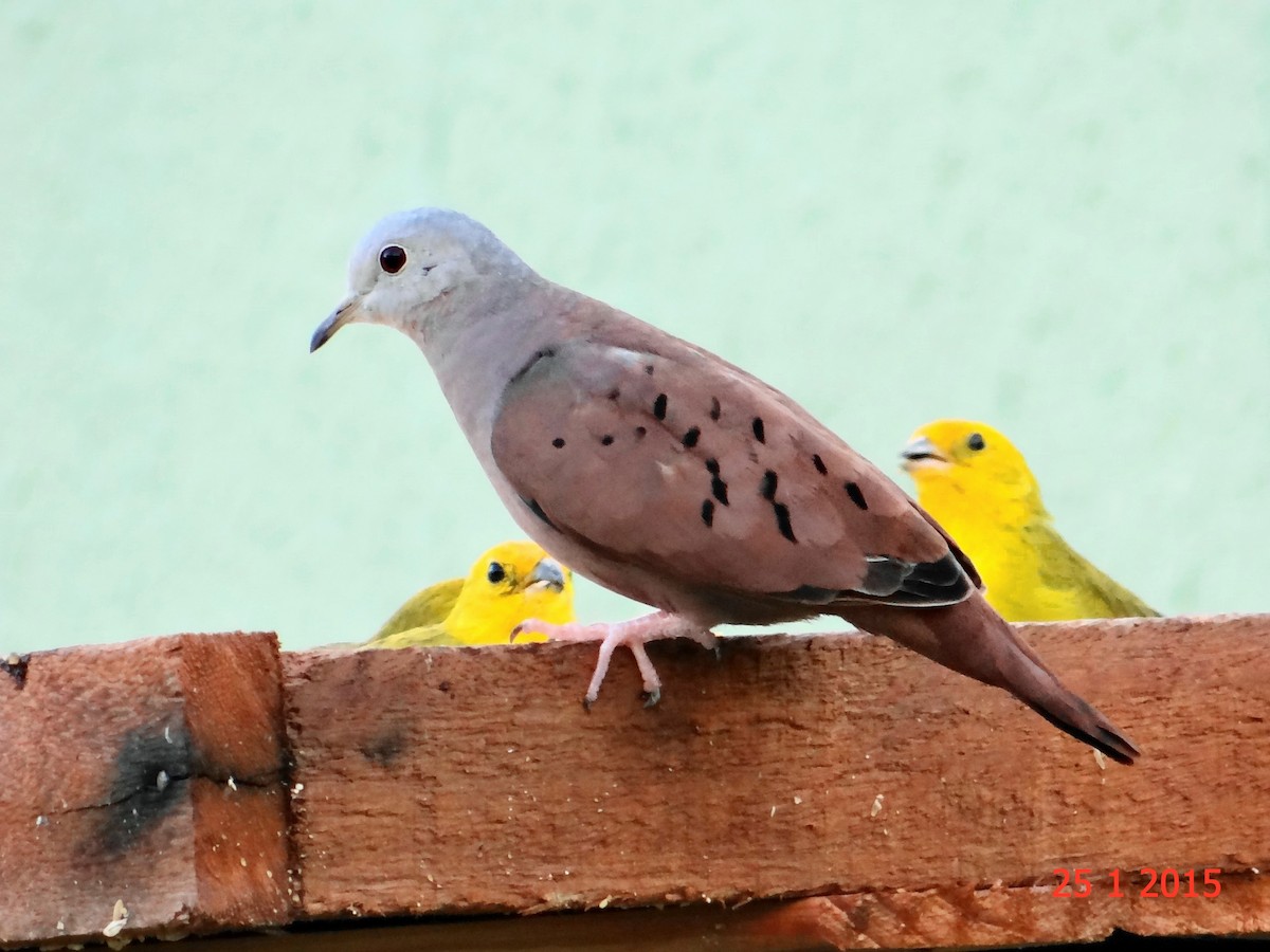 Ruddy Ground Dove - ML615059482