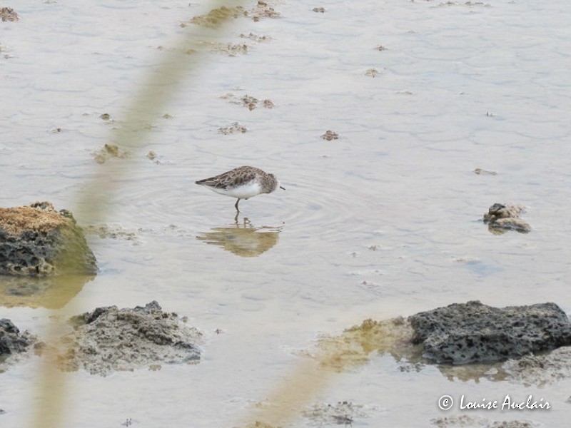 Least Sandpiper - ML61505951