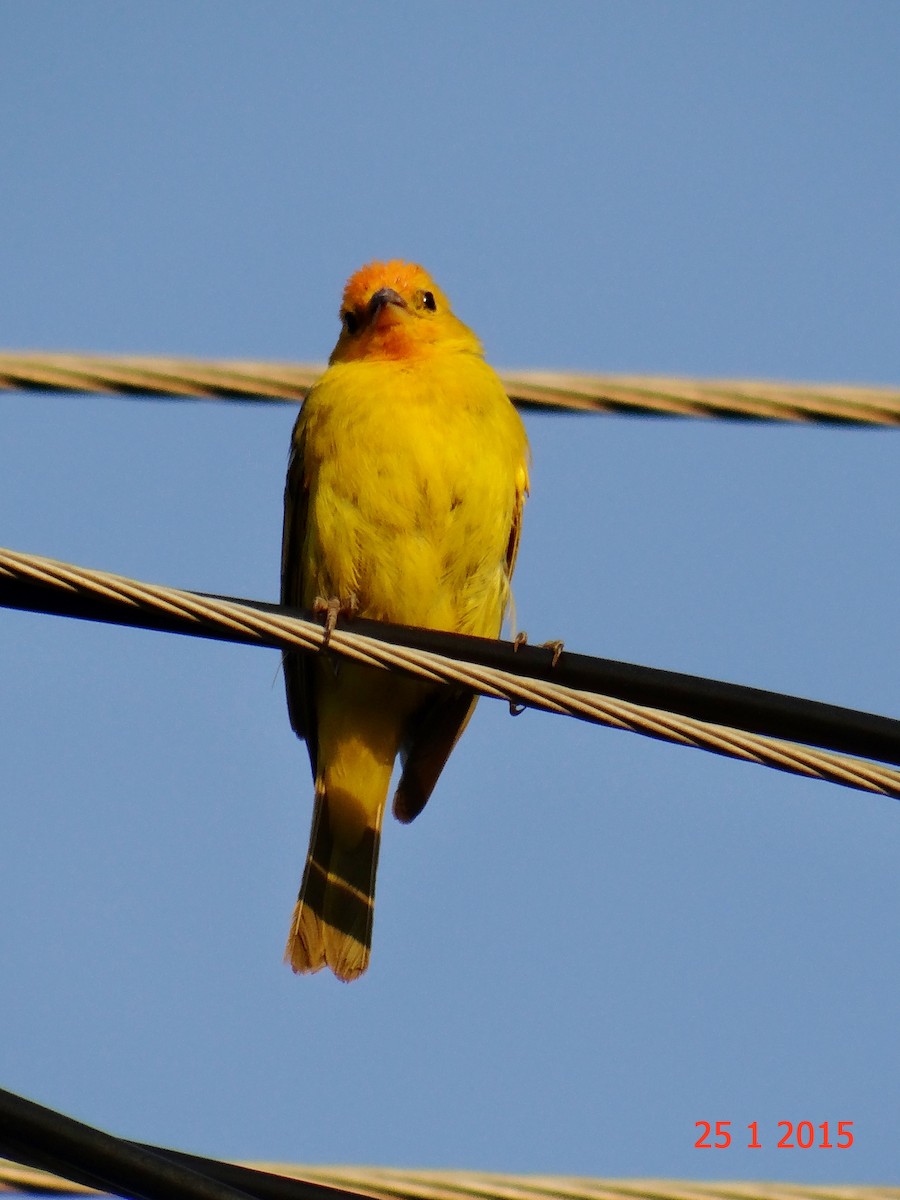 Saffron Finch - ML615059522