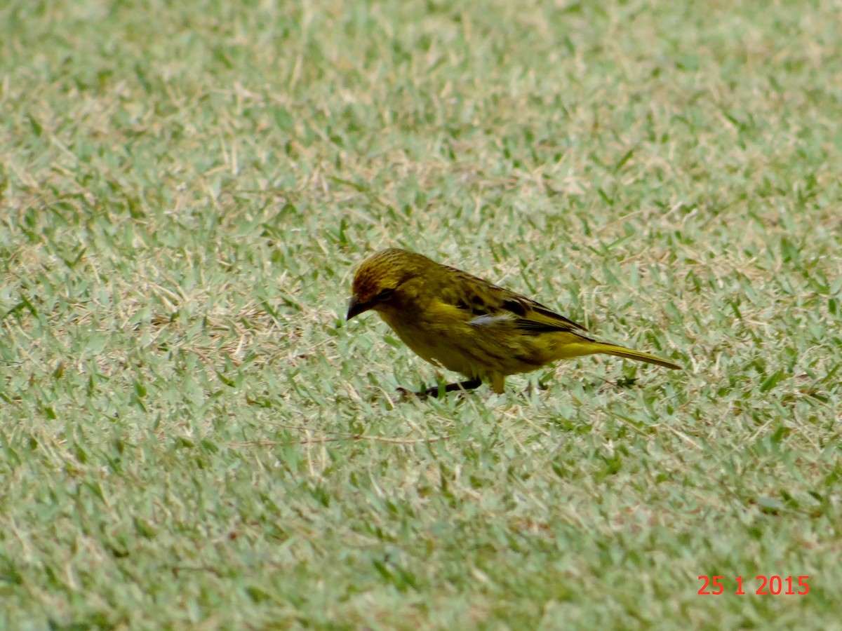 Saffron Finch - ML615059524