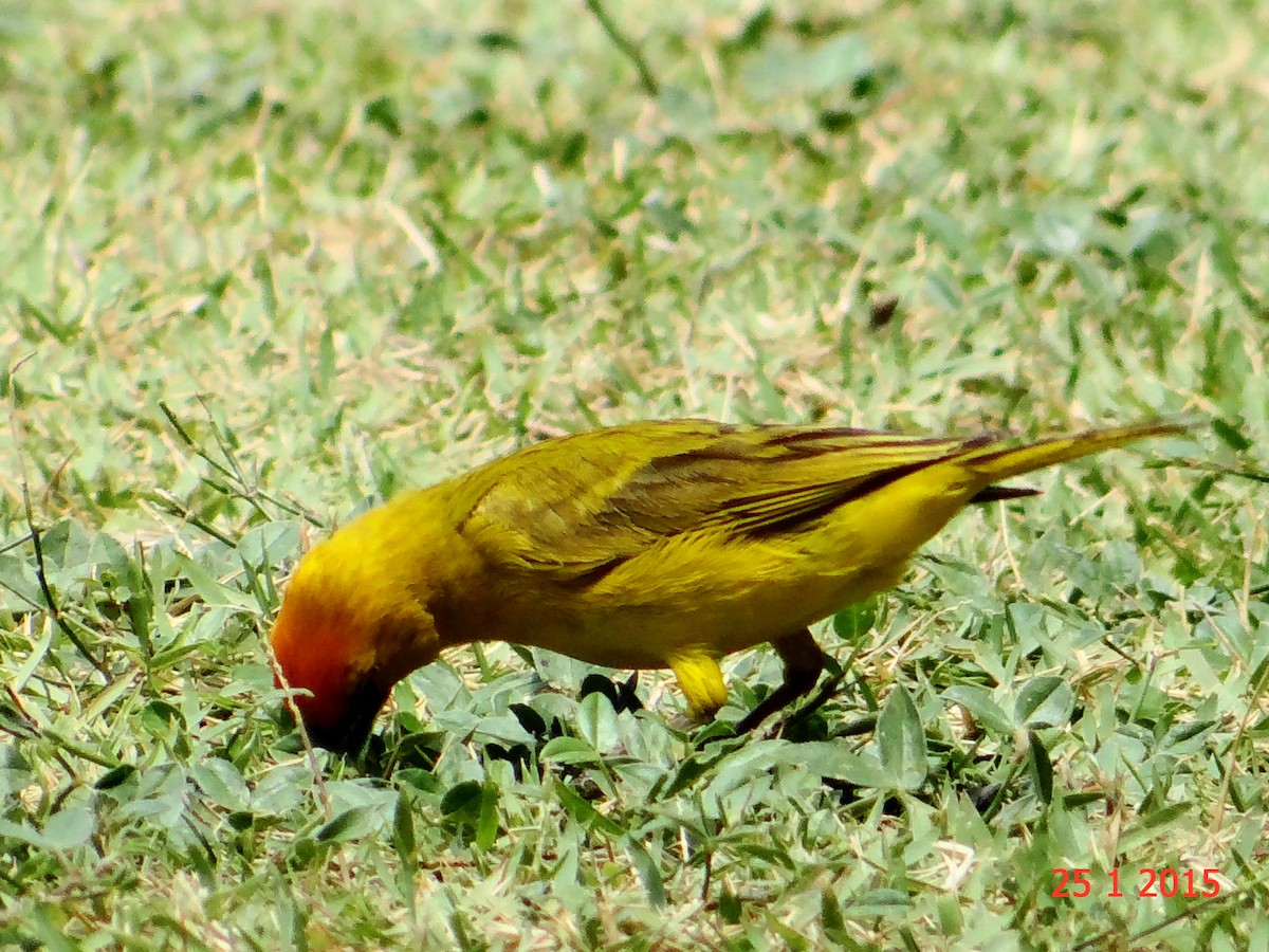 Saffron Finch - ML615059528