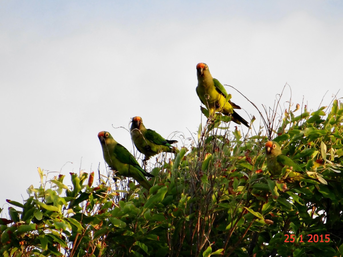 Peach-fronted Parakeet - Gabriel Bonfa