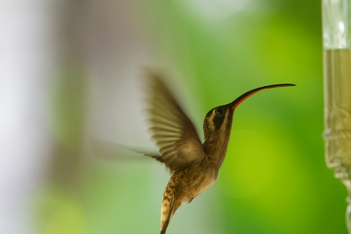 Long-billed Hermit - ML615059541