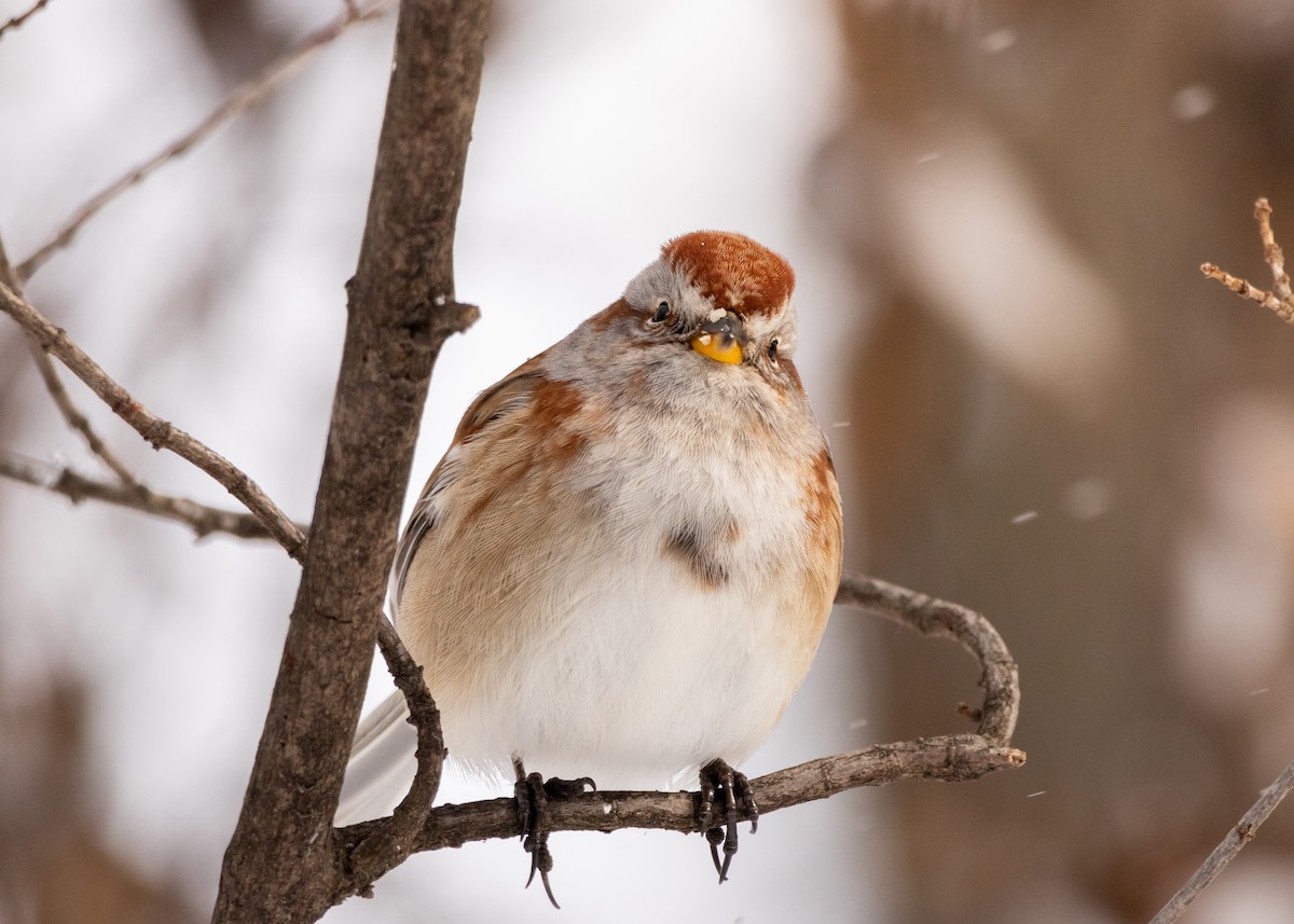 new world sparrow sp. - Éloi Bélisle