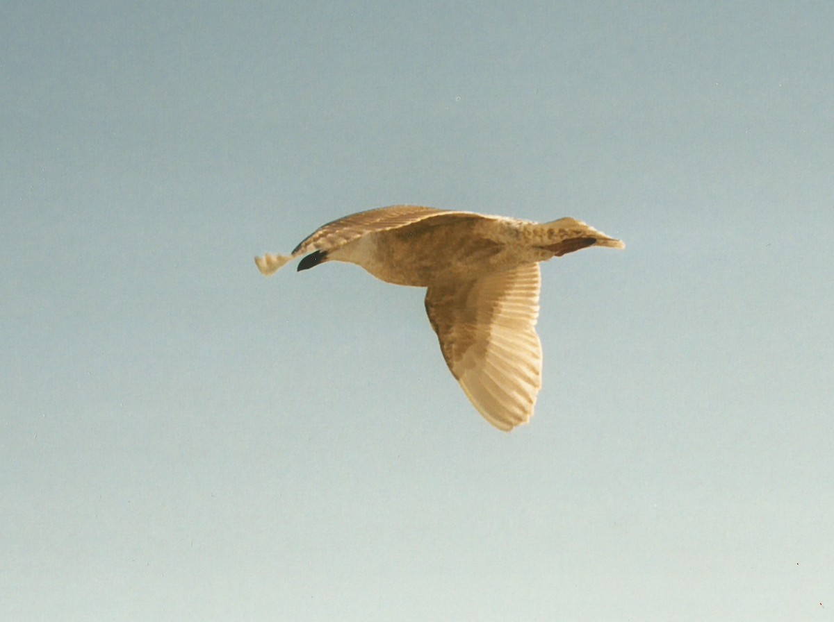 Glaucous-winged Gull - Scott Jennex