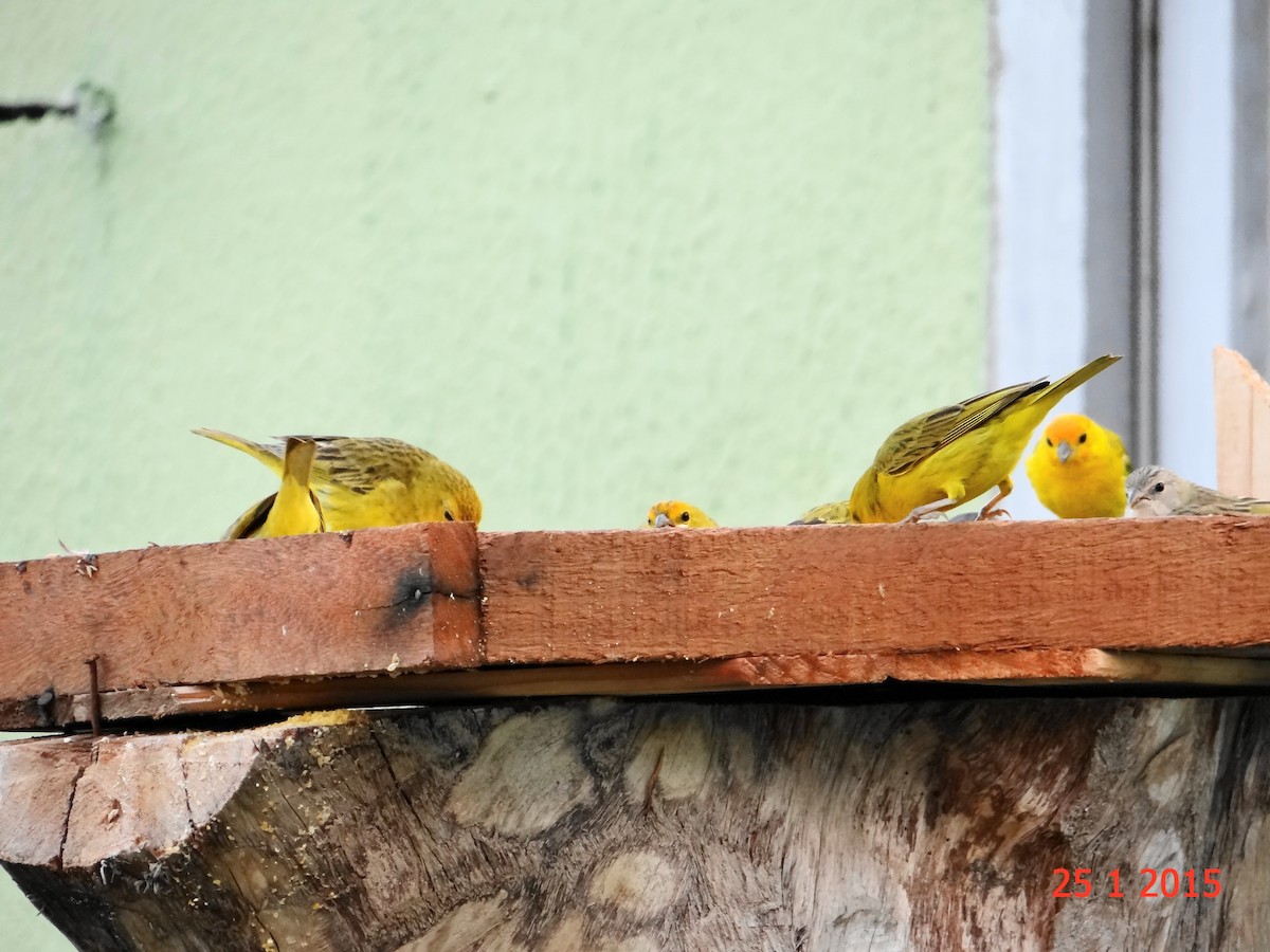 Saffron Finch - Gabriel Bonfa