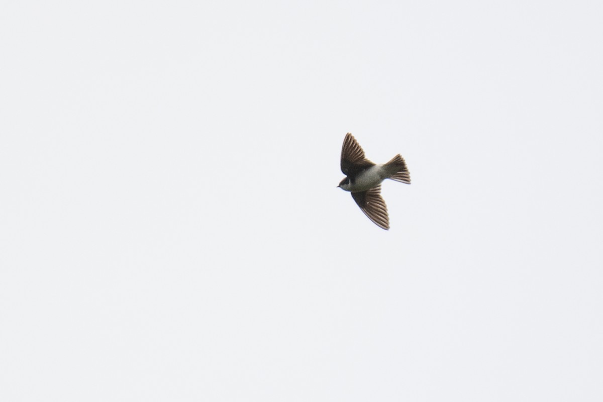 Chilean Swallow - ML615059594