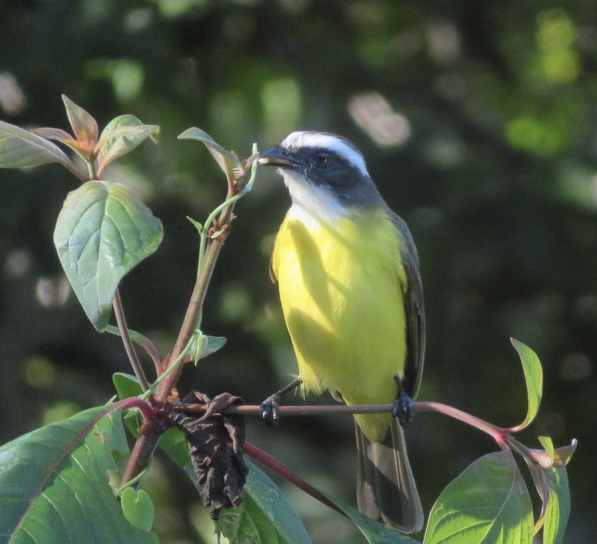Social Flycatcher - ML615059604