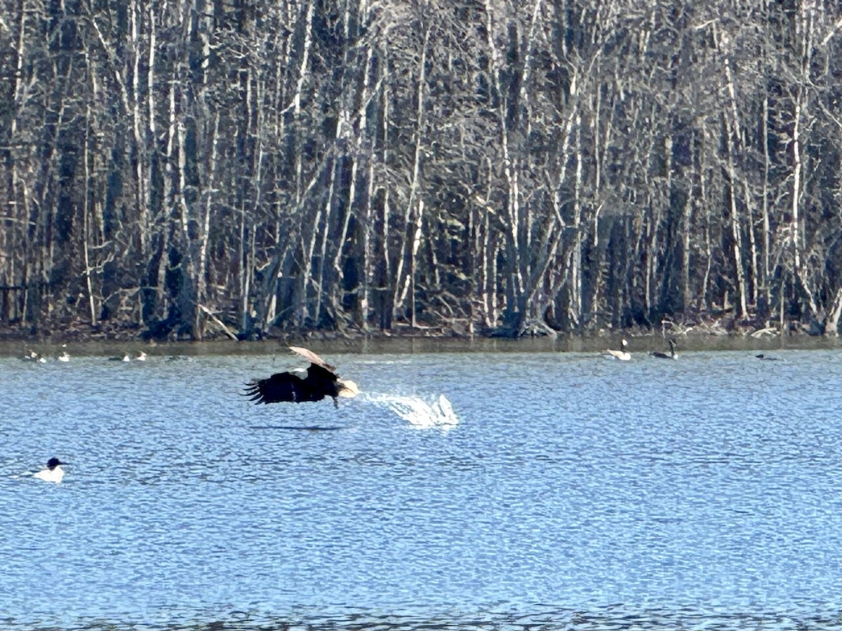 Bald Eagle - ML615059672