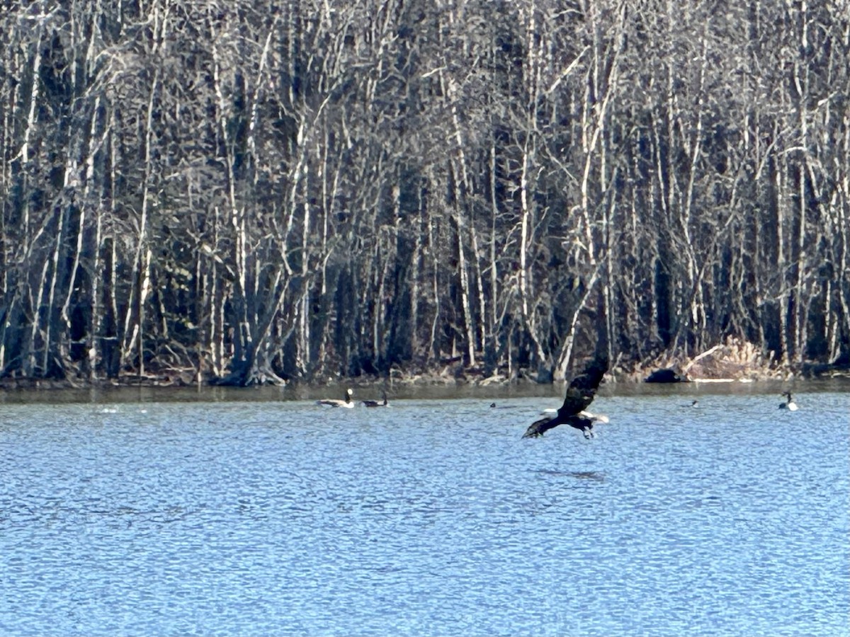Bald Eagle - ML615059673