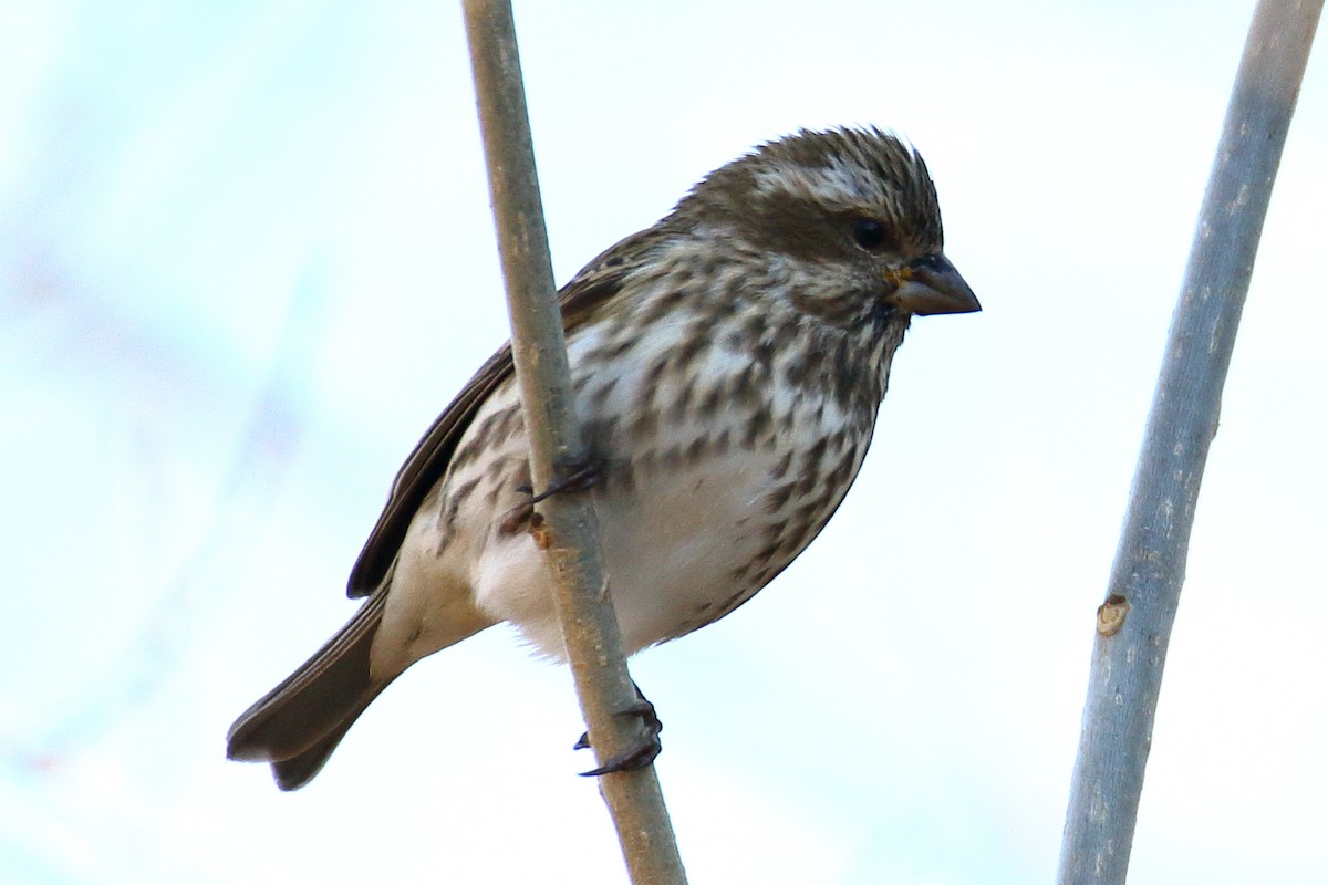 Purple Finch - ML615059697