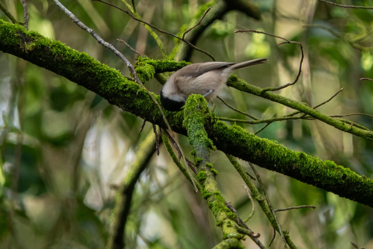 Marsh Tit - ML615059737