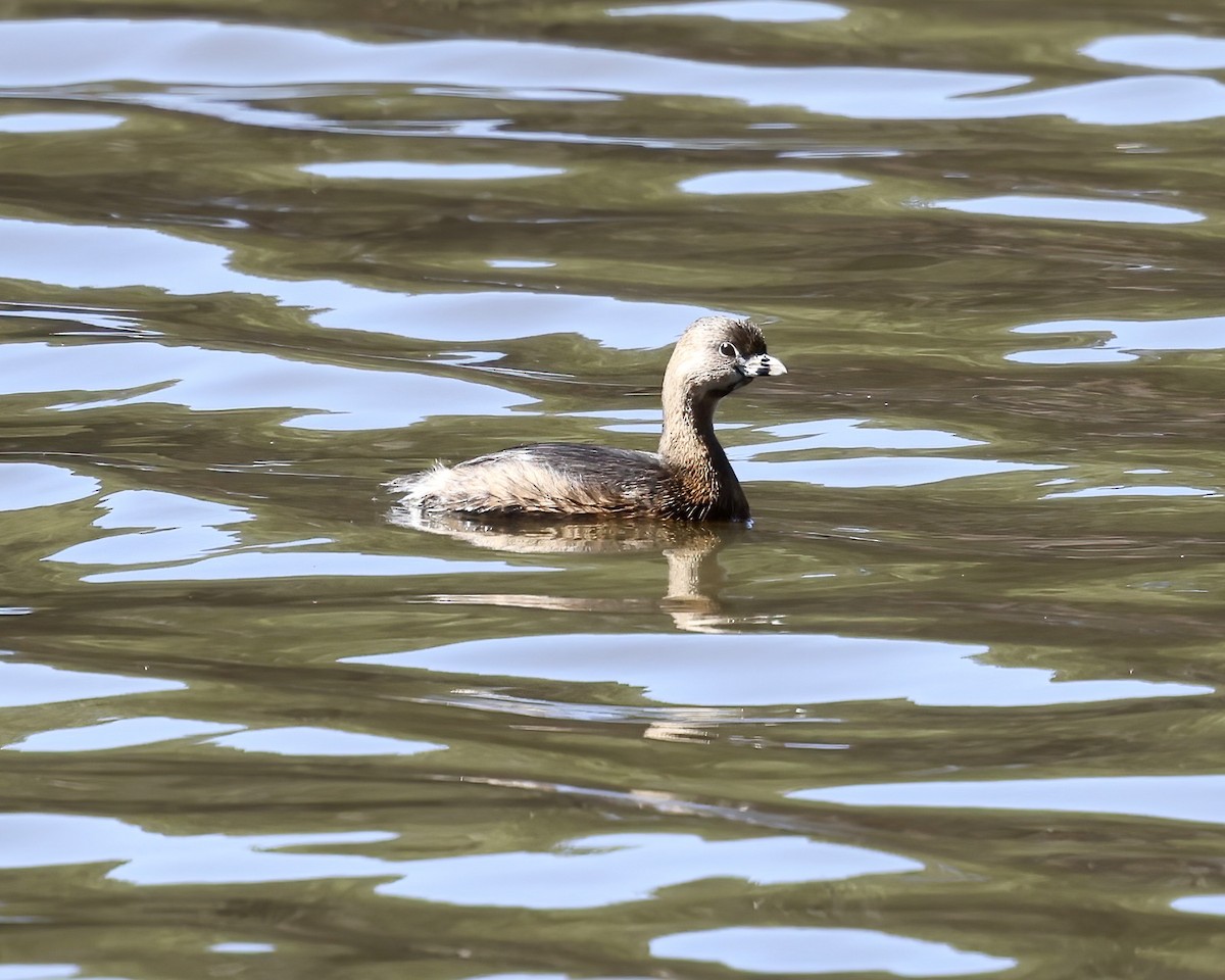 Pied-billed Grebe - ML615059749