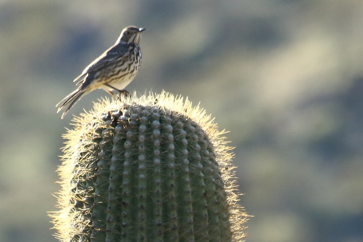 Sage Thrasher - gord smith