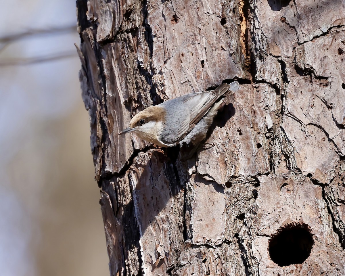 Brown-headed Nuthatch - Debbie Kosater