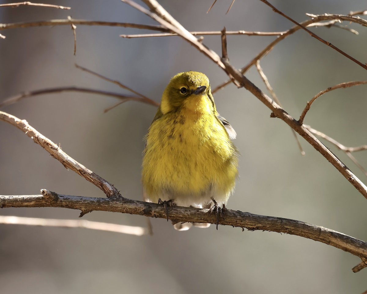 Pine Warbler - ML615059797