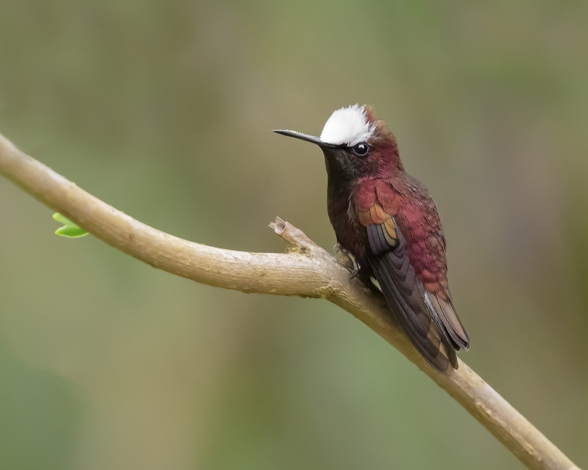 kolibřík běločelý - ML615059811