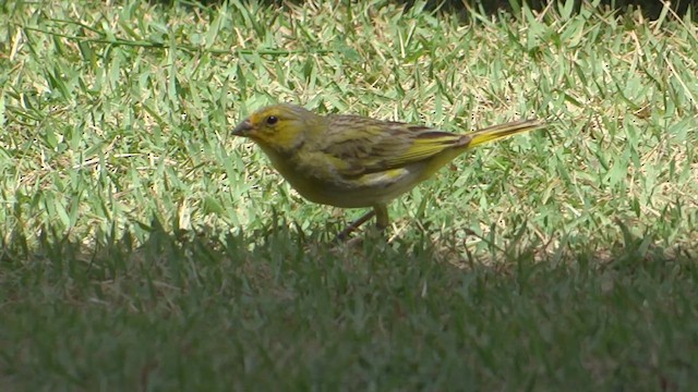 Saffron Finch - ML615059835