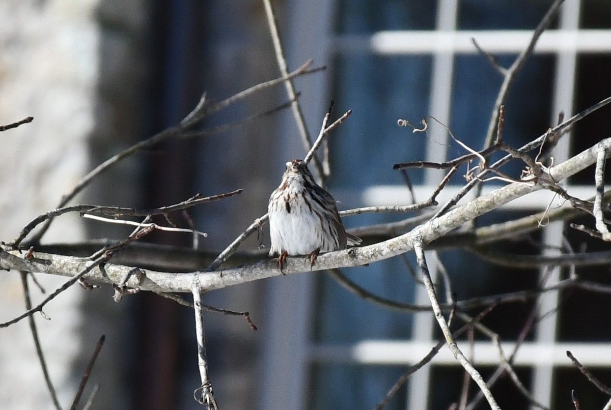 Song Sparrow - ML615059847