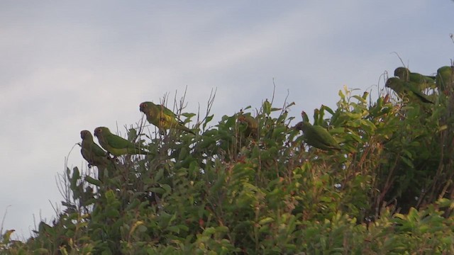 テツバシメキシコインコ - ML615059849