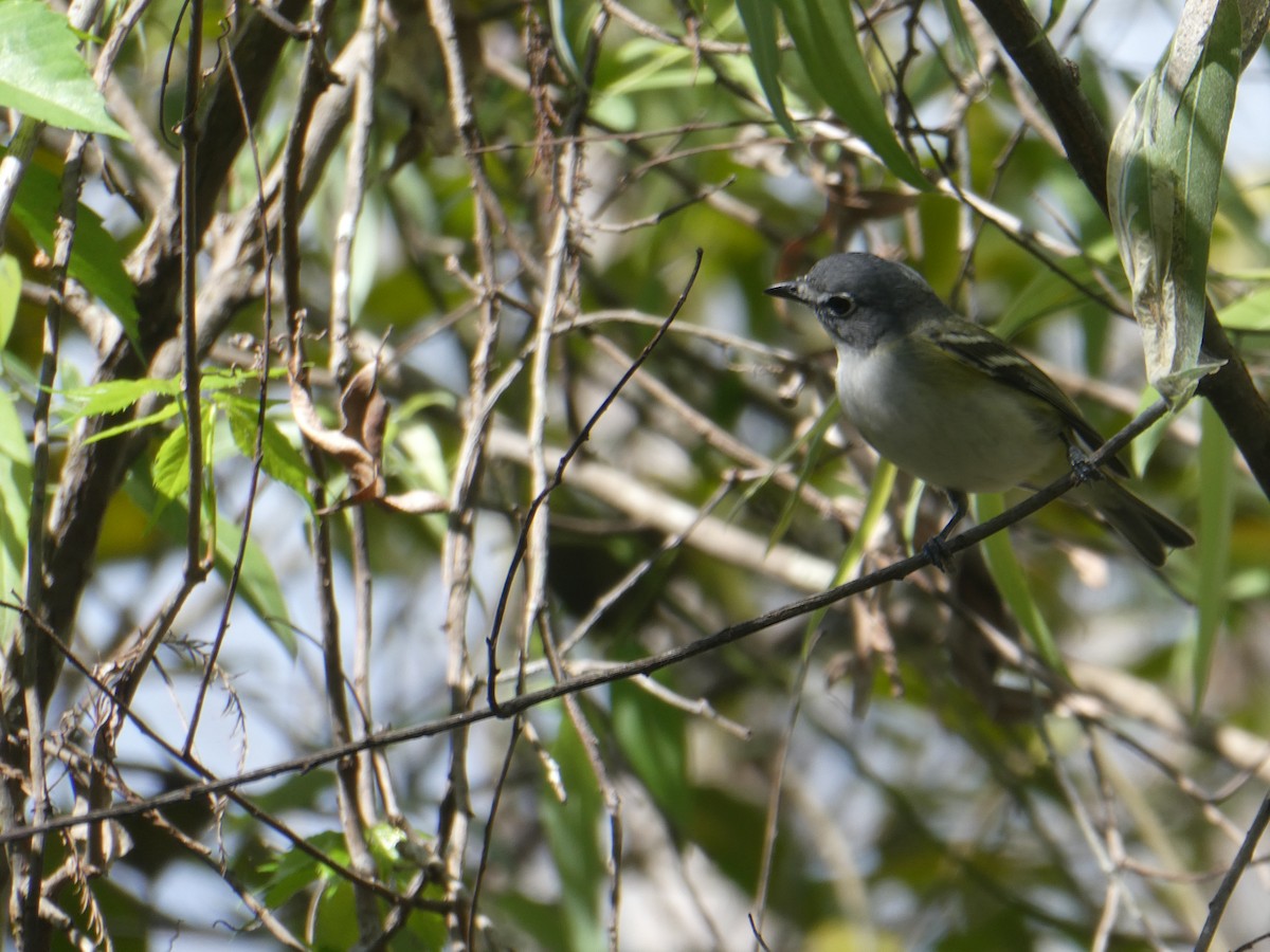 Blue-headed Vireo - ML615059855