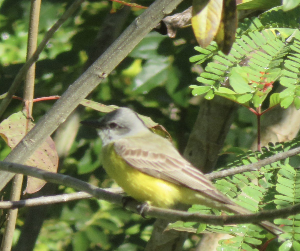 Couch's Kingbird - ML615059885