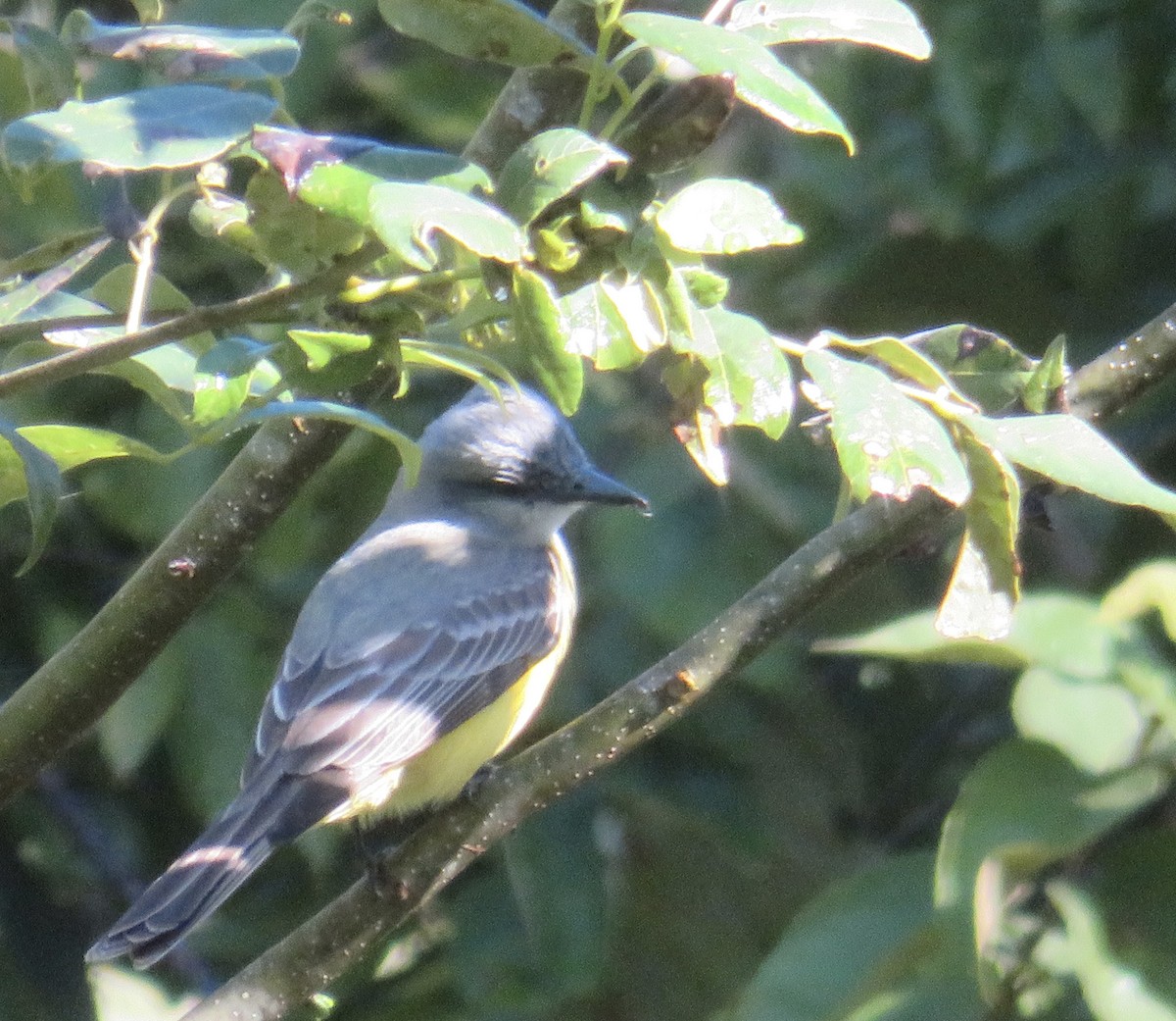 Couch's Kingbird - ML615059886