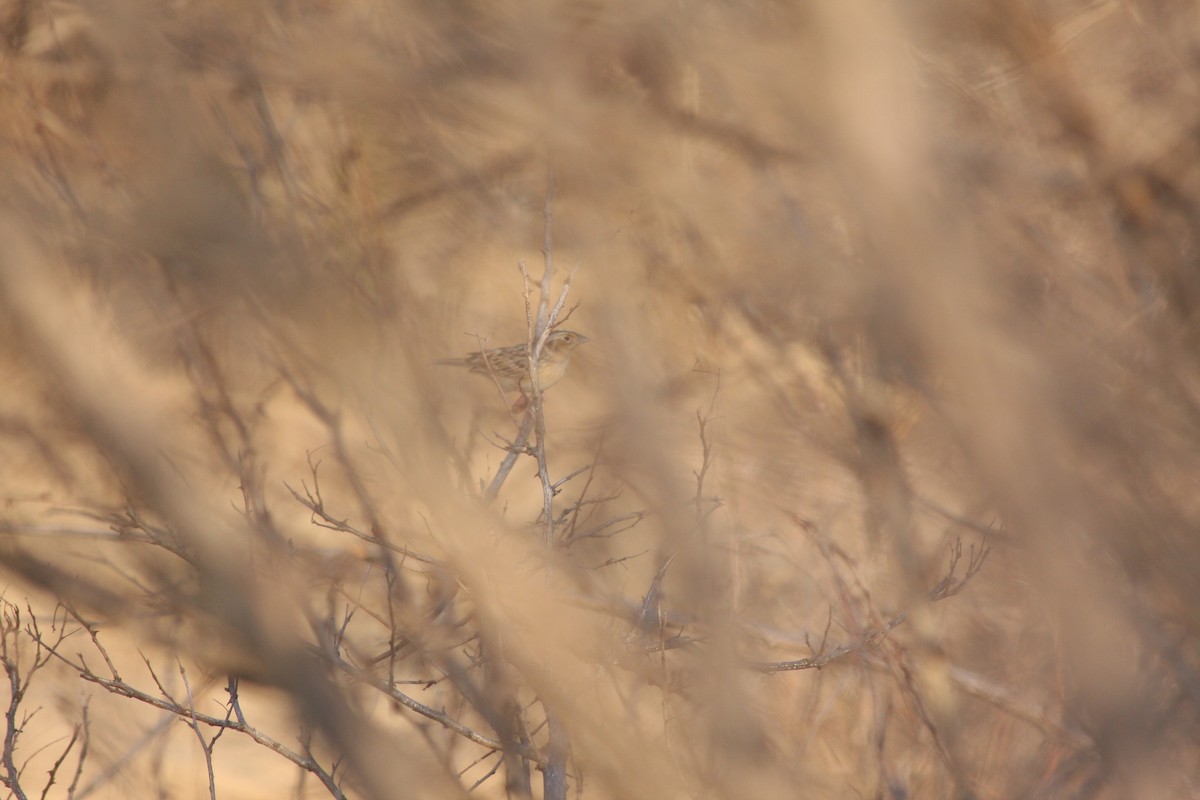 Grasshopper Sparrow - ML615059907