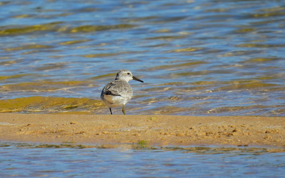 Red Knot - ML615059922