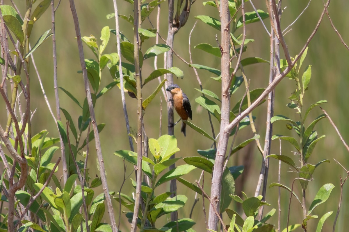 Tawny-bellied Seedeater - ML615059925