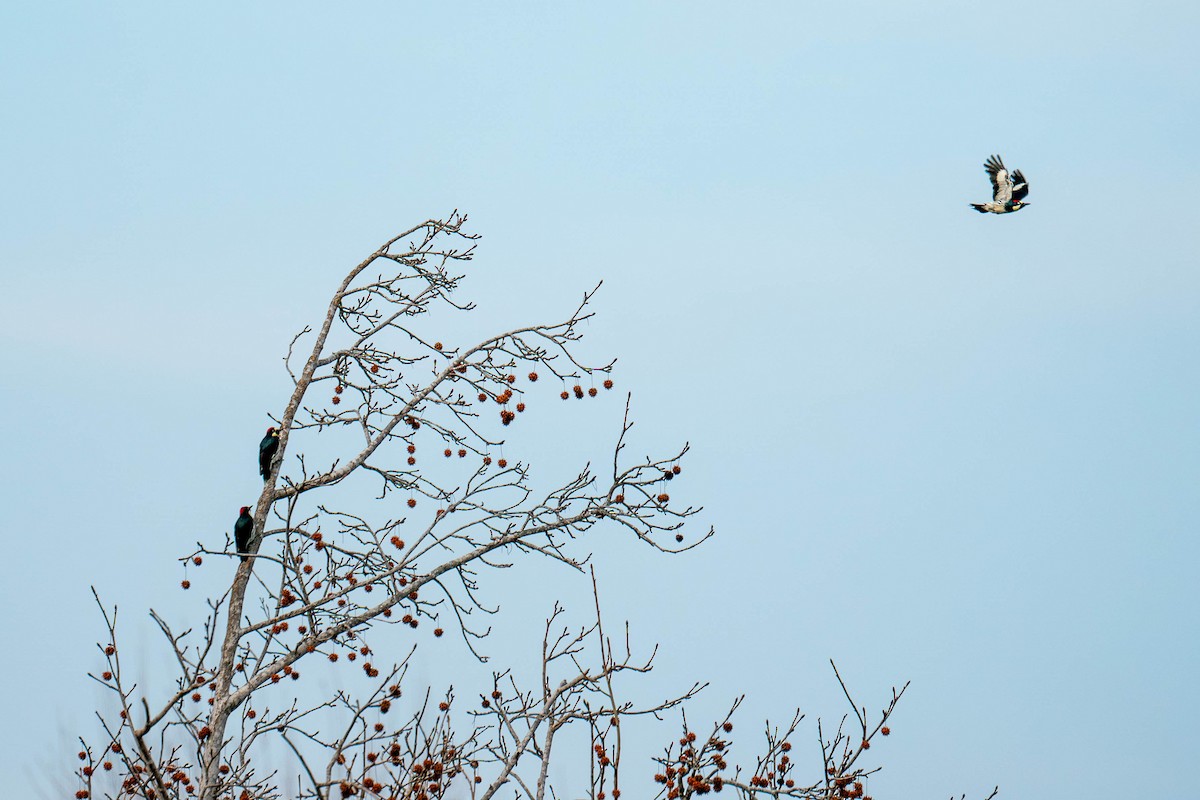 Acorn Woodpecker - ML615059946