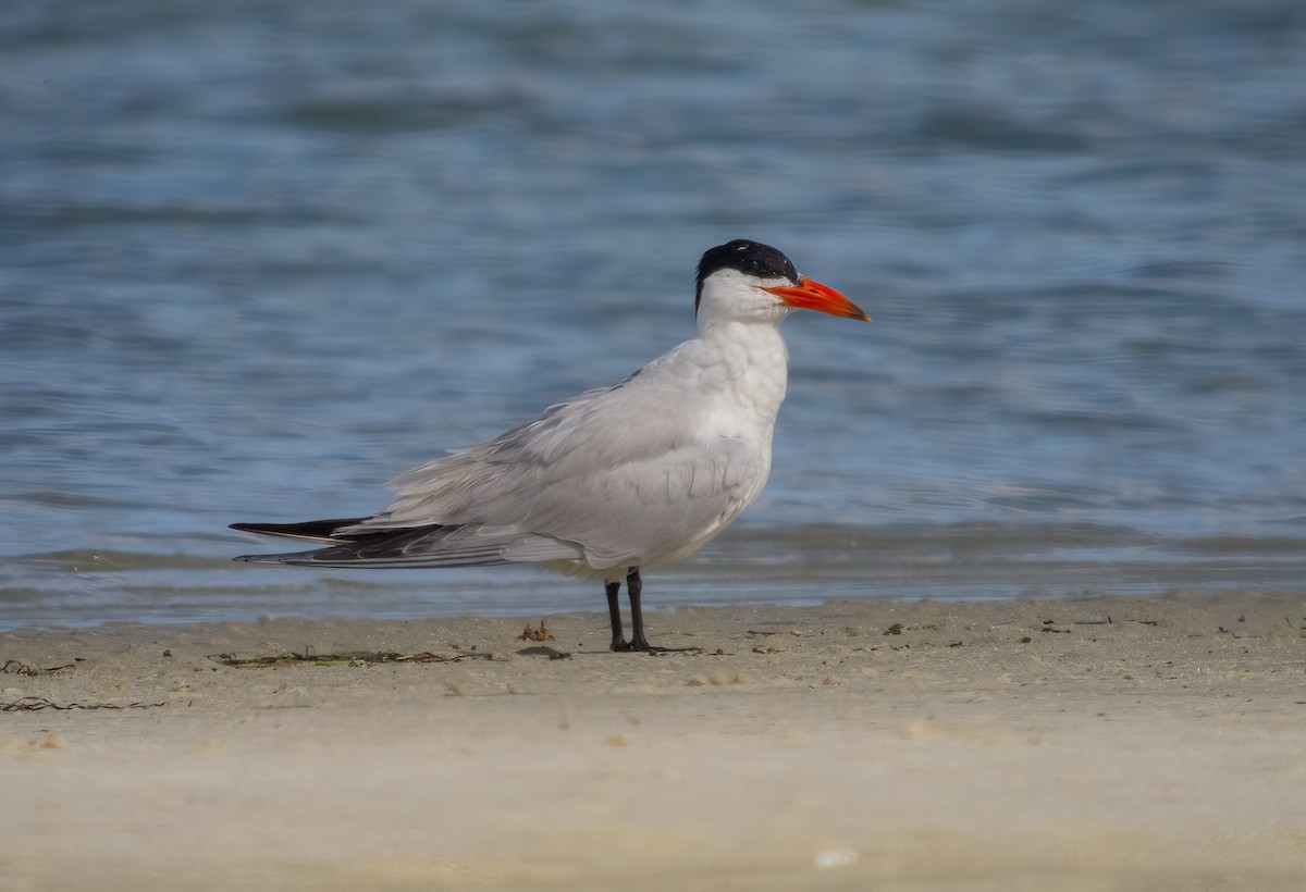 Caspian Tern - ML615059947