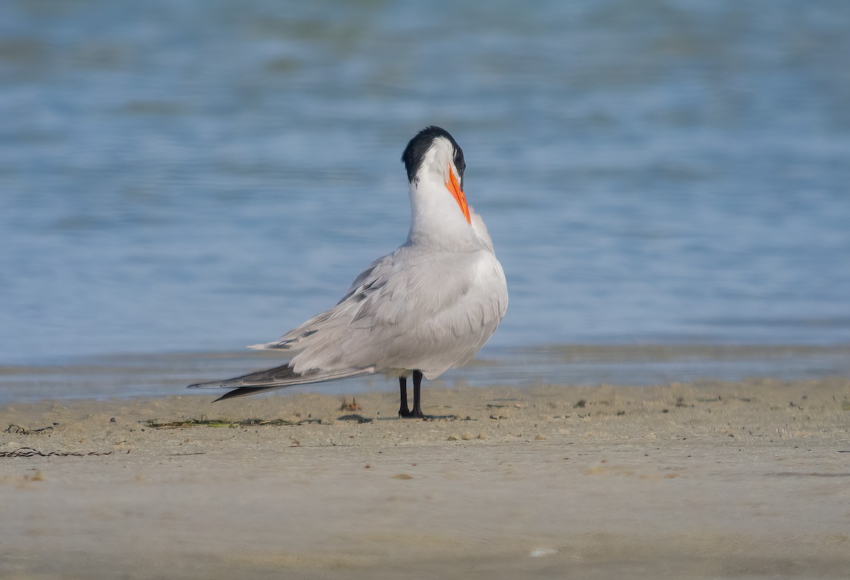 Caspian Tern - ML615059948