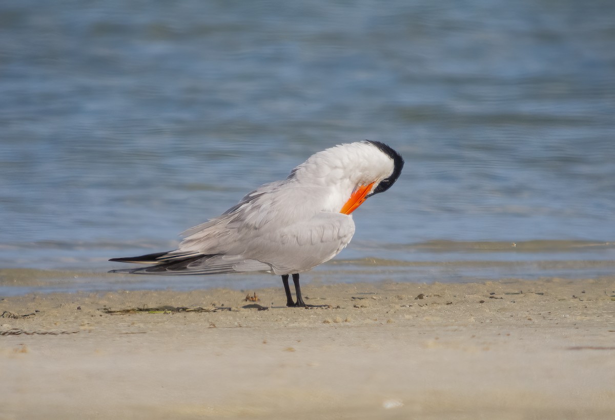 Caspian Tern - ML615059949